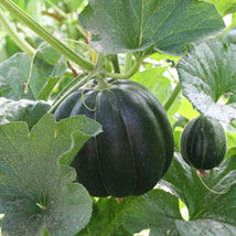 Noire de Carmes Melon French heirloom 10 seeds